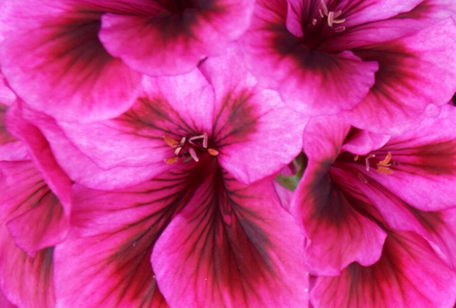 Muškát, pelargonie velkokvětá 'Elegance Loes' - Pelargonium grandiflorum 'Elegance Loes'