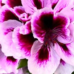 Muškát, pelargonie velkokvětá 'Elegance Patricia' - Pelargonium grandiflorum 'Elegance Patricia'