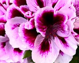 Muškát, pelargonie velkokvětá 'Elegance Patricia'