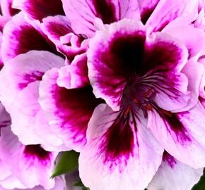 Muškát, pelargonie velkokvětá 'Elegance Patricia' - Pelargonium grandiflorum 'Elegance Patricia'