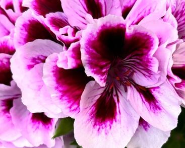 Muškát, pelargonie velkokvětá 'Elegance Patricia'