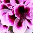 Pelargonium grandiflorum 'Elegance Patricia'.jpg