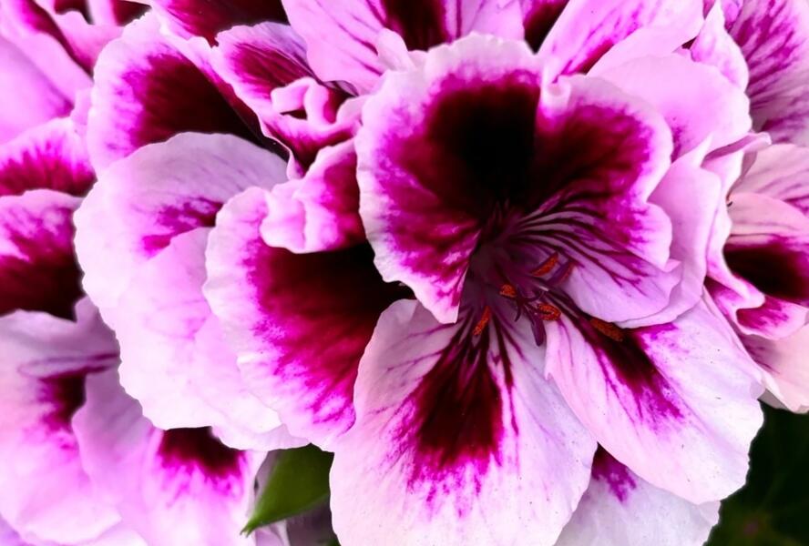 Muškát, pelargonie velkokvětá 'Elegance Patricia' - Pelargonium grandiflorum 'Elegance Patricia'