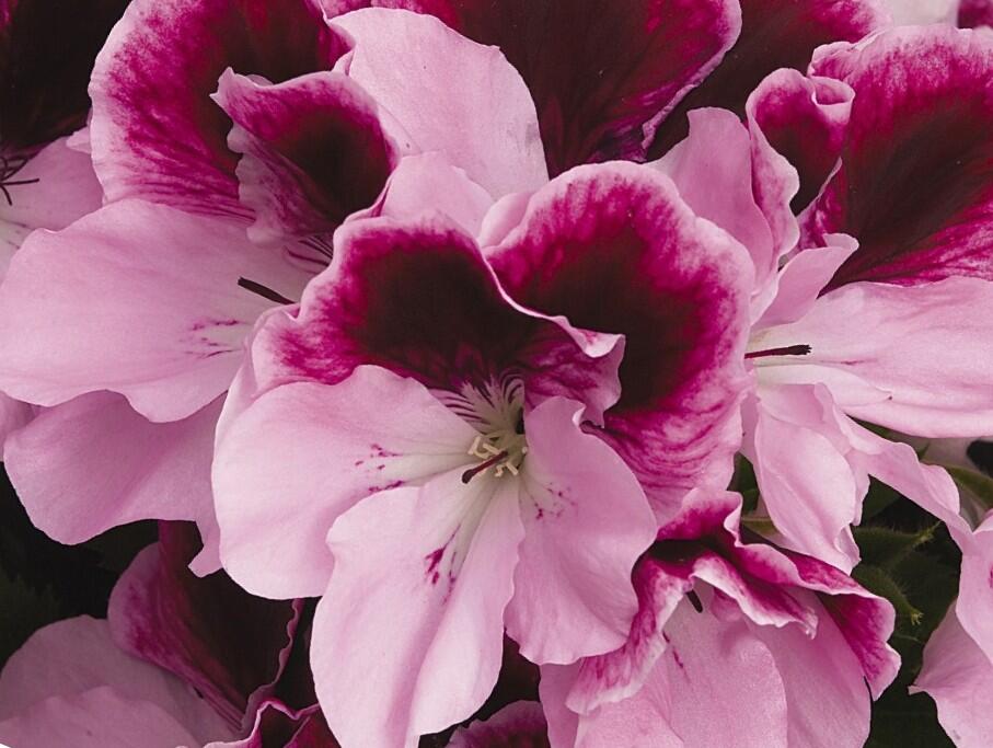 Muškát, pelargonie velkokvětá 'Elegance Purpur Majesty' - Pelargonium grandiflorum 'Elegance Purpur Majesty'
