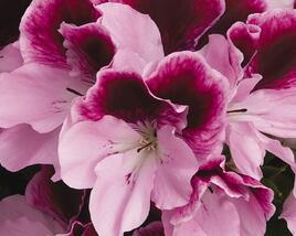 Muškát, pelargonie velkokvětá 'Elegance Purpur Majesty'