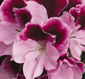 Muškát, pelargonie velkokvětá 'Elegance Purpur Majesty' - Pelargonium grandiflorum 'Elegance Purpur Majesty'