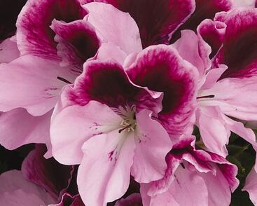 Muškát, pelargonie velkokvětá 'Elegance Purpur Majesty'