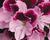 Muškát, pelargonie velkokvětá 'Elegance Purpur Majesty'