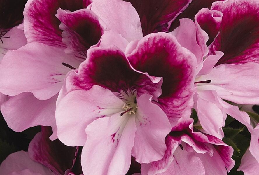 Muškát, pelargonie velkokvětá 'Elegance Purpur Majesty' - Pelargonium grandiflorum 'Elegance Purpur Majesty'