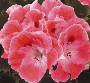 Muškát, pelargonie velkokvětá 'Elegance Sunrise' - Pelargonium grandiflorum 'Elegance Sunrise'
