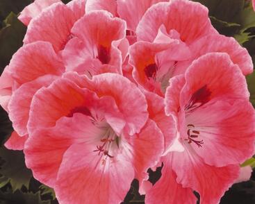 Muškát, pelargonie velkokvětá 'Elegance Sunrise'