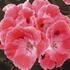 Pelargonium grandiflorum 'Elegance Sunrise'.jpg