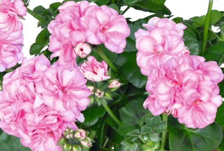 Muškát, pelargonie převislá plnokvětá 'Atlantic Pink Bicolor' - Pelargonium peltatum 'Atlantic Pink Bicolor'