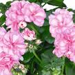 Muškát, pelargonie převislá plnokvětá 'Atlantic Pink Bicolor' - Pelargonium peltatum 'Atlantic Pink Bicolor'