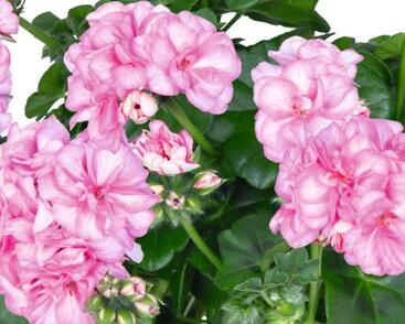 Muškát, pelargonie převislá plnokvětá 'Atlantic Pink Bicolor'