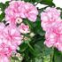 Pelargonium peltatum 'Atlantic Pink Bicolor'.jpg