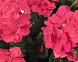 Muškát, pelargonie převislá plnokvětá 'Atlantic Melon'