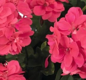 Muškát, pelargonie převislá plnokvětá 'Atlantic Melon' - Pelargonium peltatum 'Atlantic Melon'