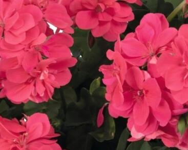 Muškát, pelargonie převislá plnokvětá 'Atlantic Melon'
