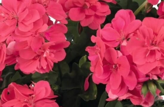 Muškát, pelargonie převislá plnokvětá 'Atlantic Melon' - Pelargonium peltatum 'Atlantic Melon'