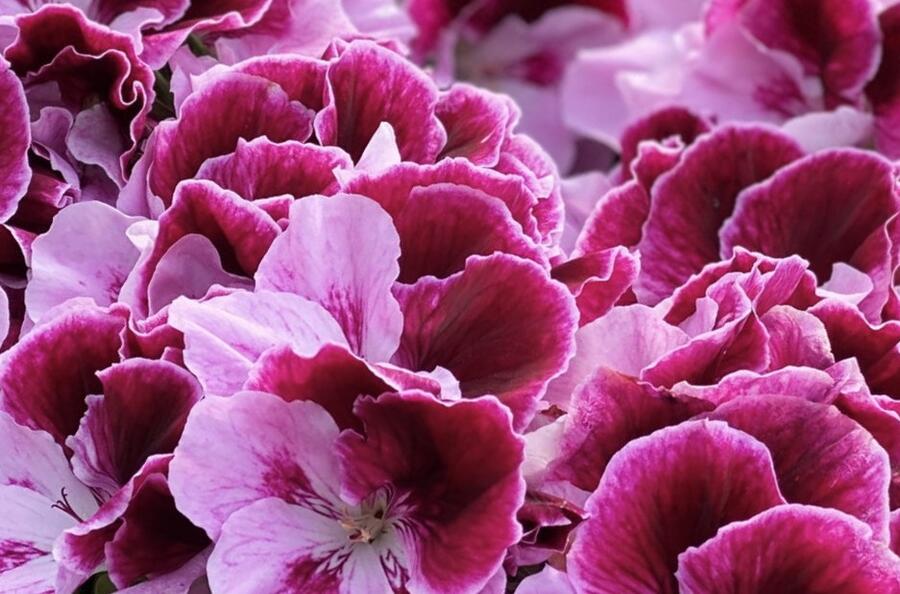 Muškát, pelargonie velkokvětá 'Elegance Alexia' - Pelargonium grandiflorum 'Elegance Alexia'