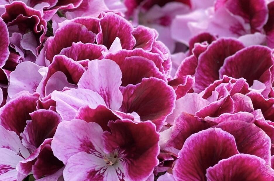 Muškát, pelargonie velkokvětá 'Elegance Alexia' - Pelargonium grandiflorum 'Elegance Alexia'