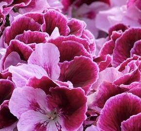 Muškát, pelargonie velkokvětá 'Elegance Alexia' - Pelargonium grandiflorum 'Elegance Alexia'