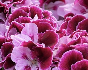 Muškát, pelargonie velkokvětá 'Elegance Alexia'