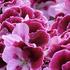 Pelargonium grandiflorum 'Elegance Alexia'.jpg