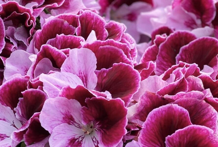 Muškát, pelargonie velkokvětá 'Elegance Alexia' - Pelargonium grandiflorum 'Elegance Alexia'