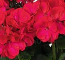 Muškát, pelargonie páskatá 'Green Idols Neon' - Pelargonium zonale 'Green Idols Neon'