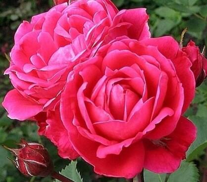 Růže parková 'Alexander MacKenzie' - Rosa S 'Alexander MacKenzie'