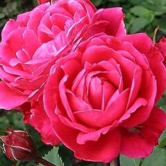 Růže parková 'Alexander MacKenzie' - Rosa S 'Alexander MacKenzie'