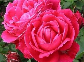 Růže parková 'Alexander MacKenzie' - Rosa S 'Alexander MacKenzie'