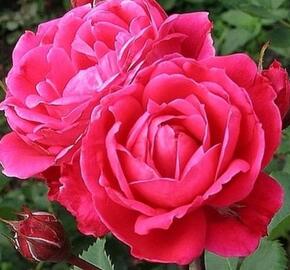 Růže parková 'Alexander MacKenzie'