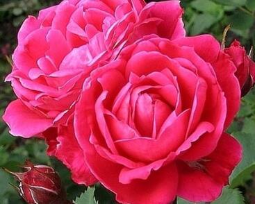 Růže parková 'Alexander MacKenzie'