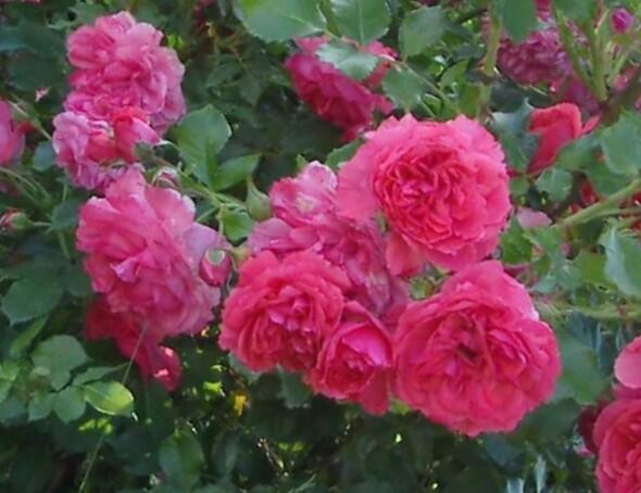 Růže parková 'Alexander MacKenzie' - Rosa S 'Alexander MacKenzie'