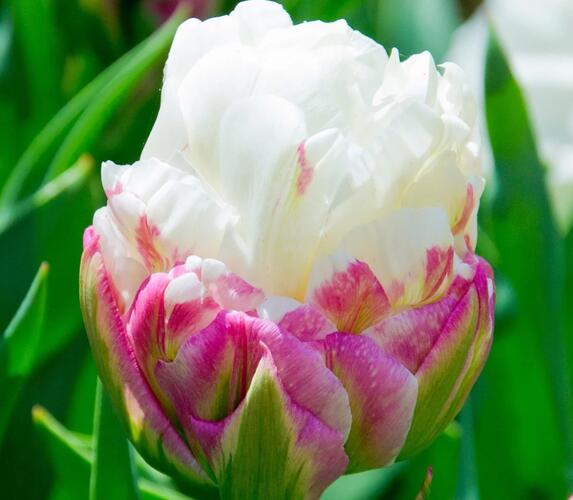 Tulipán 'Ice Cream' - Tulipa 'Ice Cream'
