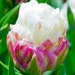 Tulipán 'Ice Cream' - Tulipa 'Ice Cream'