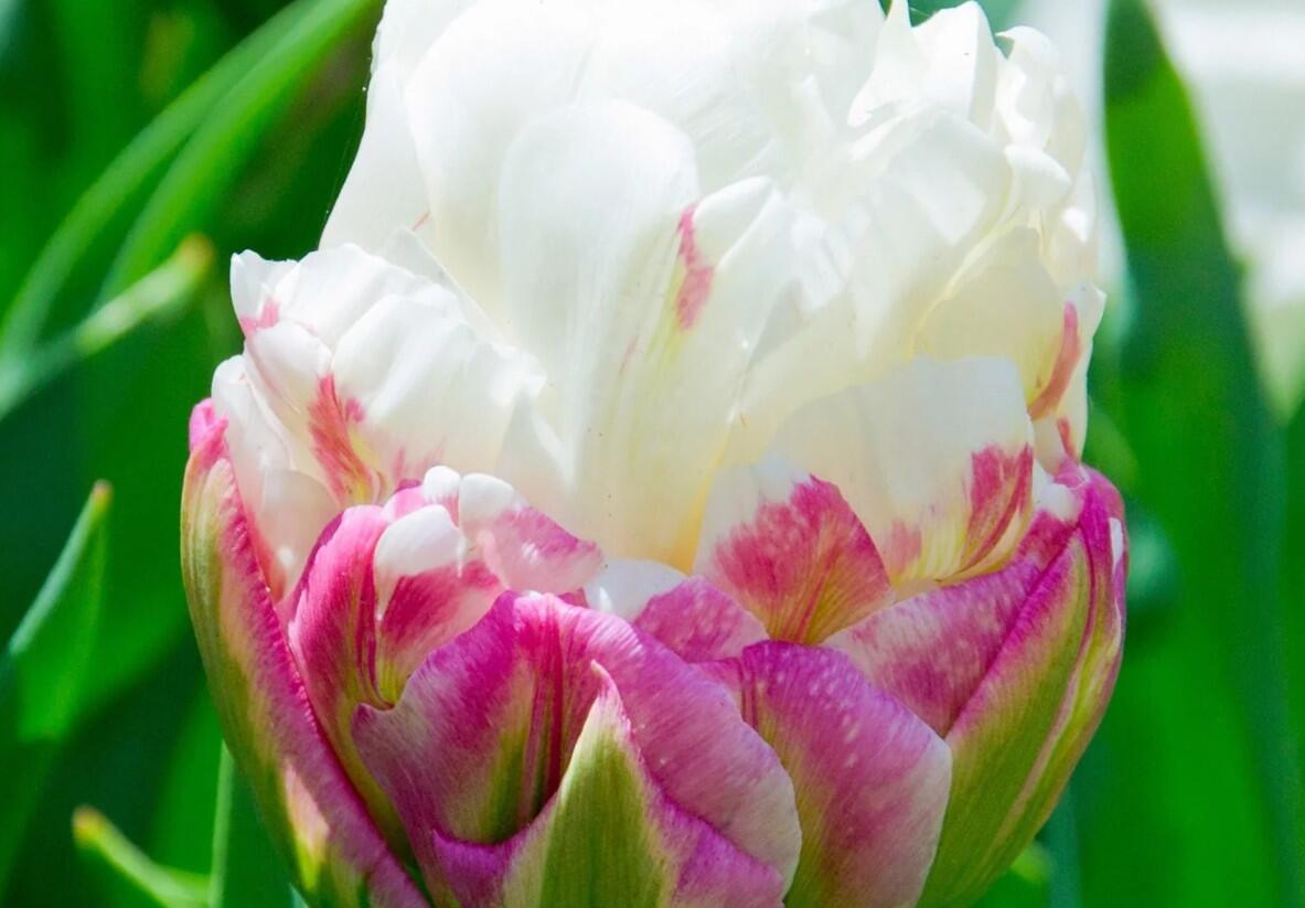 Tulipán plnokvětý pozdní 'Ice Cream' - Tulipa Double Late 'Ice Cream'