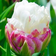 Tulipán 'Ice Cream' - Tulipa 'Ice Cream'