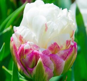Tulipán 'Ice Cream' - Tulipa 'Ice Cream'