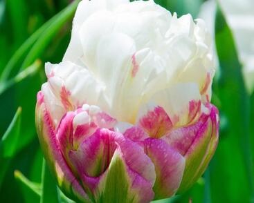 Tulipán plnokvětý pozdní 'Ice Cream'