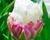 Tulipán plnokvětý pozdní 'Ice Cream'