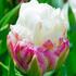 Tulipa 'Ice Cream'.jpg