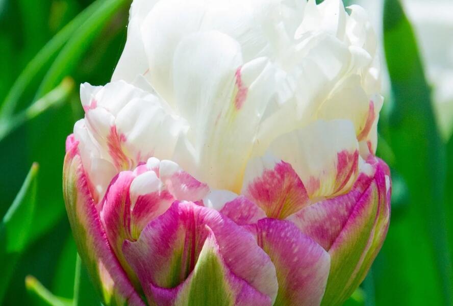 Tulipán plnokvětý pozdní 'Ice Cream' - Tulipa Double Late 'Ice Cream'