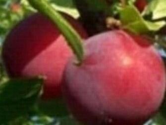 Bluma raná 'Putišestvenica' - Prunus hybrida 'Putišestvenica'