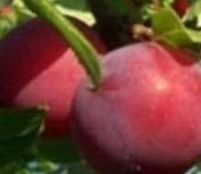 Bluma raná 'Putišestvenica' - Prunus hybrida 'Putišestvenica'