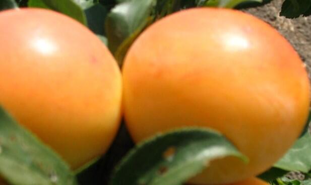 Slivoň středně pozdní 'Gek' - Prunus domestica 'Gek'