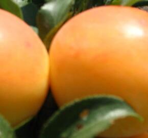 Slivoň středně pozdní 'Gek' - Prunus domestica 'Gek'